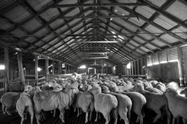 Steam Plains Shearing 022426  © Claire Parks Photography